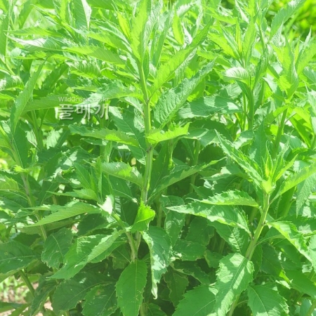 형개(Schizonepeta tenuifolia var. japonica (Maxim.) Kitag.) : 곰배령