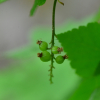 까치밥나무(Ribes mandshuricum (Maxim.) Kom.) : 통통배