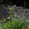 실청사초(Carex sabynensis Less. ex Kunth) : 고들빼기