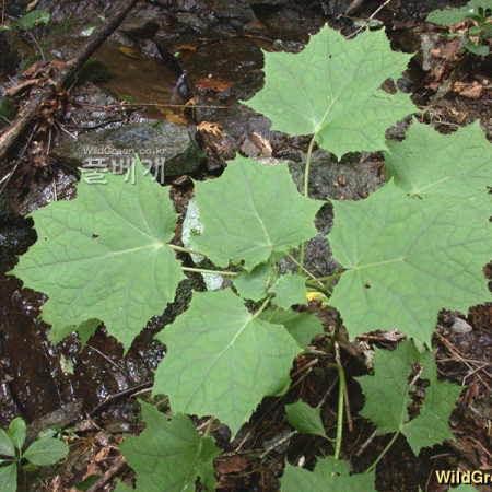 나도승마(Kirengeshoma koreana Nakai) : Hanultari