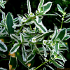 설악초(Euphorbia marginata Pursh) : 塞翁之馬
