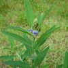 활나물(Crotalaria sessiliflora L.) : 무심거사