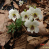 남산제비꽃(Viola albida var. chaerophylloides (Regel) F.Maek. ex Hara) : 현촌
