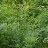 그늘쑥(Artemisia sylvatica Maxim.) : 산들꽃