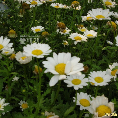 불란서국화(Chrysanthemum leucanthemum L.) : 꽃천사