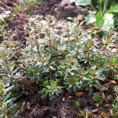 민구와말(Limnophila trichophylla (Kom.) Kom.) : 산들꽃