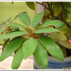 까마귀쪽나무(Litsea japonica (Thunb.) Juss.) : 설뫼