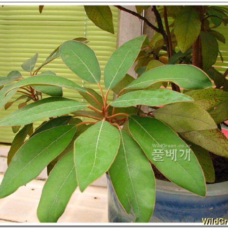 까마귀쪽나무(Litsea japonica (Thunb.) Juss.) : 추풍