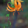 말나리(Lilium distichum Nakai ex Kamib.) : 산들꽃