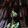 개구리발톱(Semiaquilegia adoxoides (DC.) Makino) : 추풍