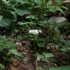 참나물(Pimpinella brachycarpa (Kom.) Nakai) : 바지랑대