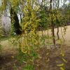 새양버들(Salix arbutifolia Pall.) : 설뫼*
