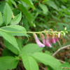 광릉갈퀴(Vicia venosa (Link) Maxim. var. cuspidata Maxim.) : 설뫼*