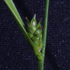 나도별사초(Carex gibba Wahlenb.) : 도리뫼