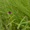 검은낭아초(Comarum palustre L.) : 통통배