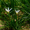 흰꽃나도사프란(Zephyranthes candida (Lindl.) Herb.) : 꽃천사