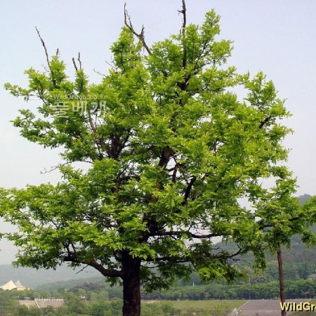 조각자나무(Gleditsia sinensis Lamarck) : 별꽃