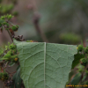 제주진득찰(Sigesbeckia orientalis L.) : 봄까치꽃