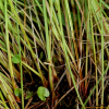 진들검정사초(Carex meyeriana Kunth) : 무심거사