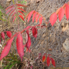 검양옻나무(Toxicodendron succedaneum (L.) Kuntze) : 설뫼