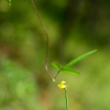 새팥(Vigna angularis (Willd.) Ohwi & H.Ohashi var. nipponensis (Ohwi) Ohwi & H.Ohashi) : 河志