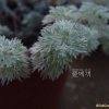 흰쑥(Artemisia stelleriana Besser) : 능선따라