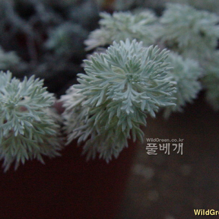 흰쑥(Artemisia stelleriana Besser) : 통통배