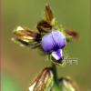 활나물(Crotalaria sessiliflora L.) : 추풍