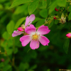 인가목(Rosa acicularis Lindl.) : 통통배