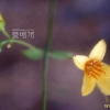 나도승마(Kirengeshoma koreana Nakai) : 산들꽃