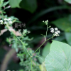 감자개발나물(Sium ninsi L.) : 청암