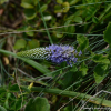 부산꼬리풀(Pseudolysimachion pusanensis) : 곰배령