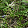 부산꼬리풀(Pseudolysimachion pusanensis) : 곰배령