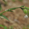 말냉이장구채(Silene noctiflora L.) : 벼루