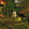 물여뀌(Persicaria amphibia (L.) S.F.Gray) : 무심거사