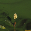 물여뀌(Persicaria amphibia (L.) S.F.Gray) : 무심거사