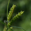 흰꼬리사초(Carex brownii Tuck.) : 산들꽃