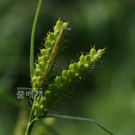 흰꼬리사초(Carex brownii Tuck.) : 고들빼기