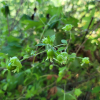 덩굴별꽃(Silene baccifera (L.) Roth) : 꽃사랑