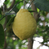 광귤(Citrus aurantium L.) : 식물천국