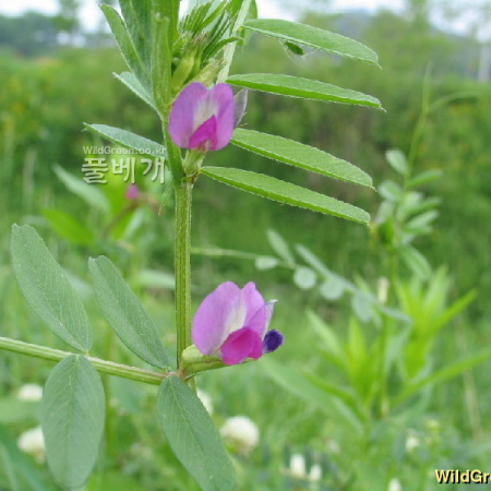 살갈퀴(Vicia sativa L.) : 필릴리