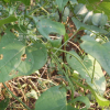 마(Dioscorea polystachya Turcz.) : 푸른산야