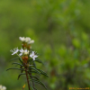 좁은백산차(Ledum palustre var. decumbens Aiton) : 설뫼*