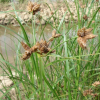 큰매자기(Bolboschoenus fluviatilis (Torr.) Soj?k) : 설뫼