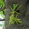 조각자나무(Gleditsia sinensis Lamarck) : 산들꽃
