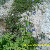 꽃고비(Polemonium caeruleum L. subsp. kiushianum (Kitam.) H.Hara) : 통통배