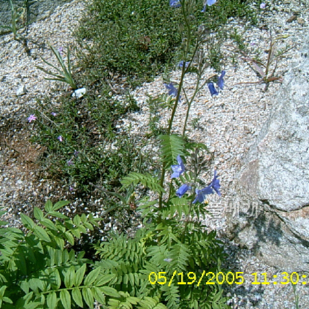 꽃고비(Polemonium caeruleum L. subsp. kiushianum (Kitam.) H.Hara) : 현촌