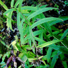 자병취(Saussurea chabyoungsanica H.T.Im) : 무심거사