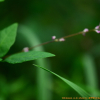 개도둑놈의갈고리(Hylodesmum podocarpum (DC.) H.Ohashi & R.R.Mill) : 추풍