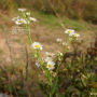 주걱개망초 : 꽃사랑한동구